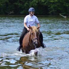 Sydtysk Koldblod Daedalus [Himmelhest]