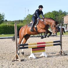 Dansk Varmblod Lotus royal