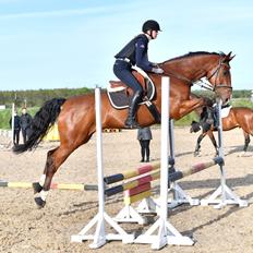 Dansk Varmblod Lotus royal