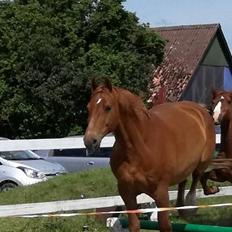 Frederiksborg Felix landlyst tidligere hest