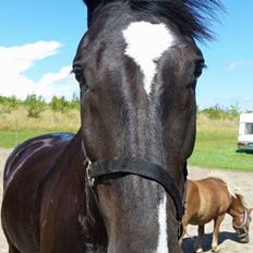 Oldenborg Bahiea's Sako