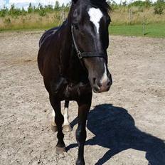 Oldenborg Bahiea's Sako