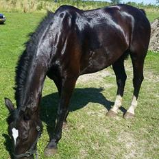 Oldenborg Bahiea's Sako