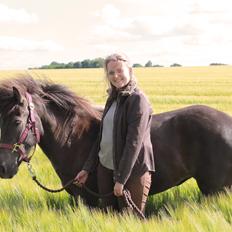 Islænder Hekla fra Vejlby Fed
