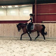 New Forest Elmholts Tudor Style (tidl. hest)