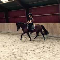 New Forest Elmholts Tudor Style (tidl. hest)