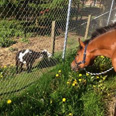 New Forest Elmholts Tudor Style (tidl. hest)