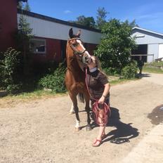 Dansk Varmblod OK-Gruppen Akasia