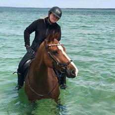 Dansk Varmblod OK-Gruppen Akasia