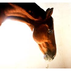 Dansk Varmblod Larvik V.