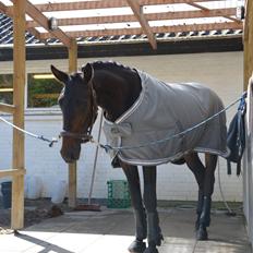 Dansk Varmblod Elversøes Kygo Magic