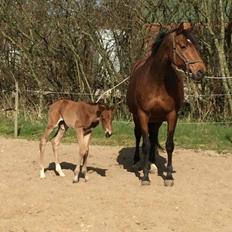 Dansk Varmblod Alphahit