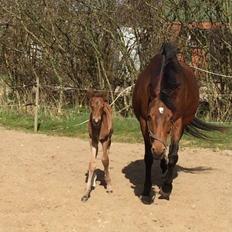 Dansk Varmblod Alphahit