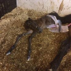 Dansk Varmblod Alphahit