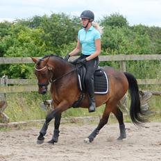 Anden særlig race Fibiger's Påø Laszlo