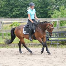 Anden særlig race Fibiger's Påø Laszlo