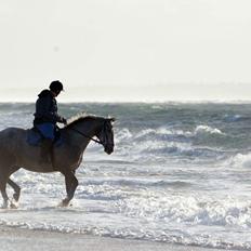Knabstrupper Funder Nørhedes Rasmine