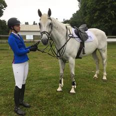 Hollandsk Varmblod Wemke