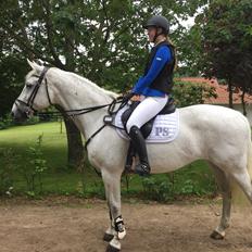 Hollandsk Varmblod Wemke