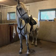 Hollandsk Varmblod Wemke