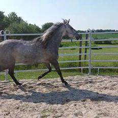 Pura Raza Española BS Adora