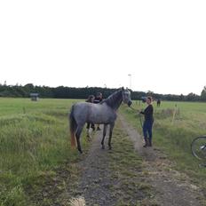 Pura Raza Española BS Adora