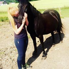 Fell pony Sorte sara