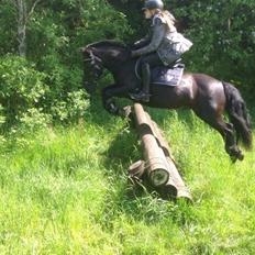 Fell pony Sorte sara