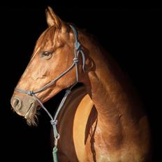 Dansk Varmblod Lille daugårds lady hit