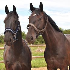 Hannoveraner Florenzo