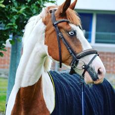 Pinto Kilgast's shamira - SOLGT