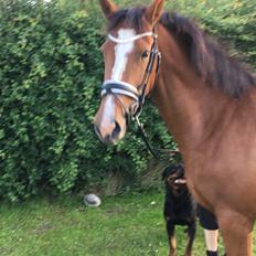 Dansk Varmblod A.B.Cahlua