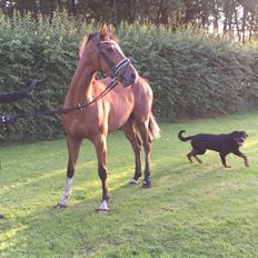 Dansk Varmblod A.B.Cahlua