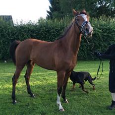 Dansk Varmblod A.B.Cahlua