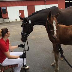 Dansk Varmblod A.B. Dodge Boy