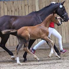 Dansk Varmblod A.B. Dodge Boy