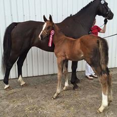 Dansk Varmblod A.B. Dodge Boy