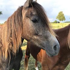 Arabisk fuldblod (OX) Grace