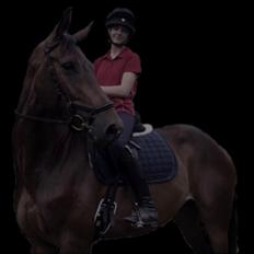 Dansk Varmblod Lundens don pedro