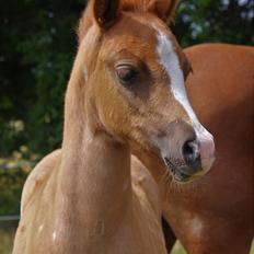 Welsh Mountain (sec A) Melanders Flower Power