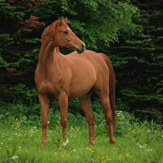 Fuldblod (XX) Don't Hide Me