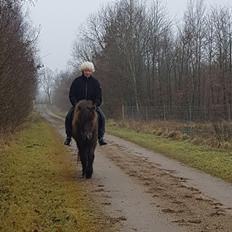 Islænder Stjarni Fra Alpedalslyst