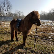 Islænder Stjarni Fra Alpedalslyst