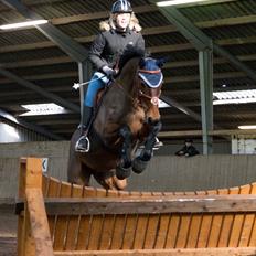 Hannoveraner Glamour Girl