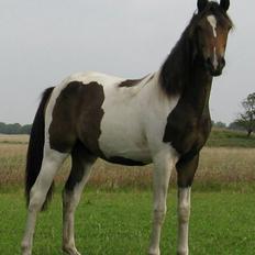 Pinto Skovmindes Dorejo returneret! 