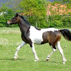 Pinto Skovmindes Dorejo returneret! 