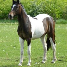 Pinto Skovmindes Dorejo returneret! 