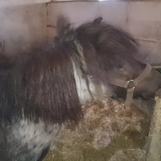 Anden særlig race Joakim 