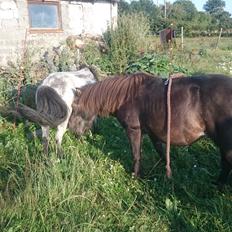 Anden særlig race Joakim 