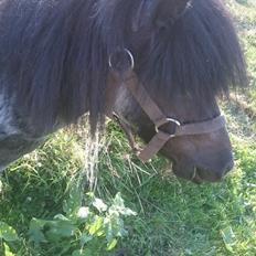 Anden særlig race Joakim 